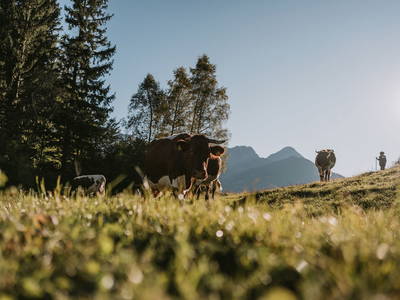 Bild 84 aus  Gasperhof