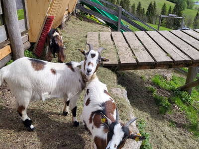 Bild 35 aus Ferienhof Obertenn