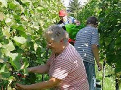 Bild 9 aus  Winzerhof