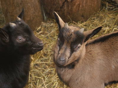 Bild 16 aus  Bergbauernhof Ganahl