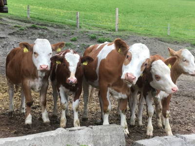 Bild 77 aus  Biobauernhof Thonnerhof