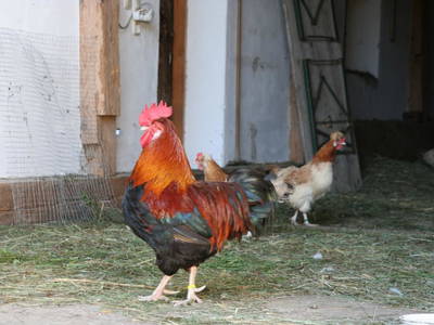 Bild 119 aus  Kaspergut