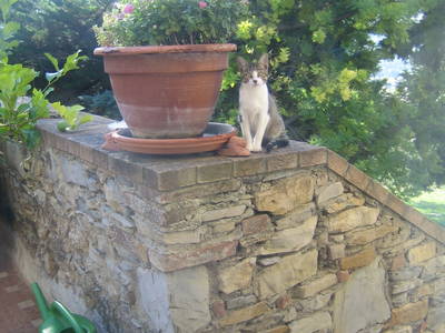 Bild 16 aus  Podere San Giuseppe - altes Bauernhaus mit 3 Wohnungen, Hunde willkommen