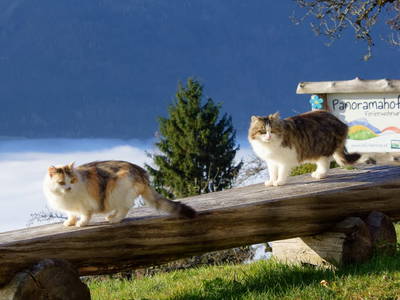 Bild 7 aus  Panoramahof am Goldberg