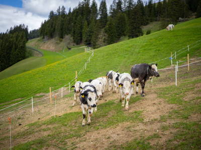 Bild 37 aus  Bauernhof Streitenau
