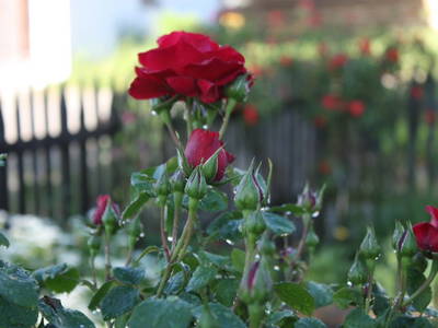 wie ich sie liebe ...