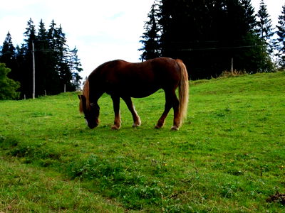 Bild 23 aus Biohof Heidegger