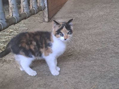 Bild 34 aus  Vierthalerhof