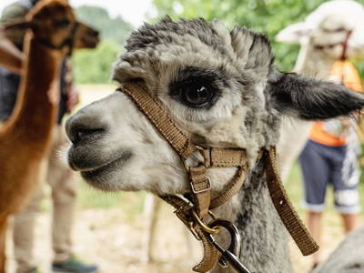 Bild 22 aus  Rabl vlg. Wirth