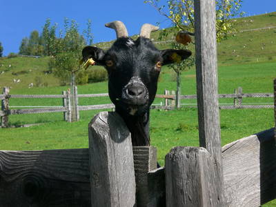 Bild 77 aus  Ederbauer