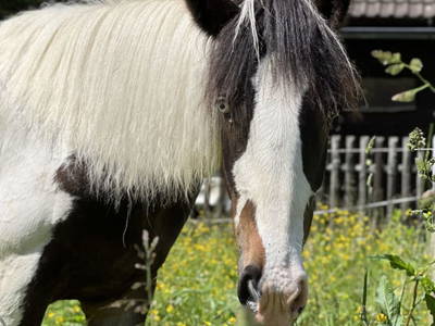 Bild 19 aus  Umundum Hütte