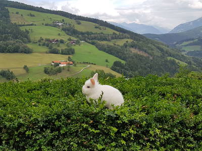 Bild 98 aus  Sportbauernhof Hochalmblick