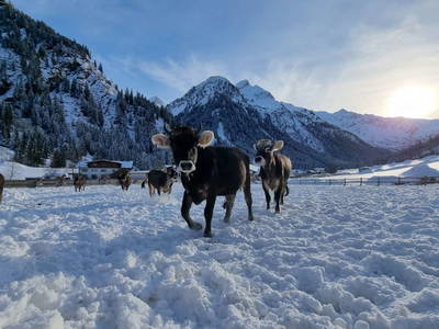 Bild 105 aus  Alfaierhof & Bergheimat