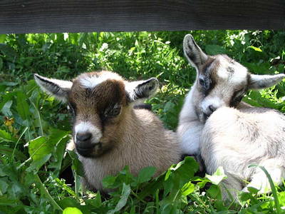 Bild 119 aus  Bauernhof Gruber - Bauernhaus