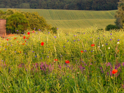 Bild 10 aus  Ferienhaus Melzow