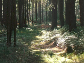 Bild 17 aus  Ferienhof Pauli