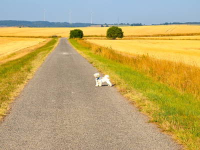 Bild 23 aus  Gutshof Gress