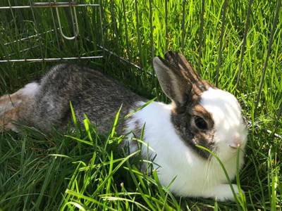 Bild 190 aus  Vitalhof Roithinger