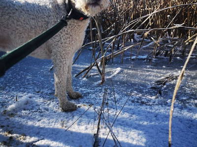 Bild 32 aus  Monschein Demeterweingut