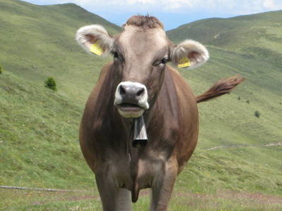 Bild 24 aus  Raffreiderhof