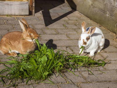 Bild 53 aus  Ederbauer