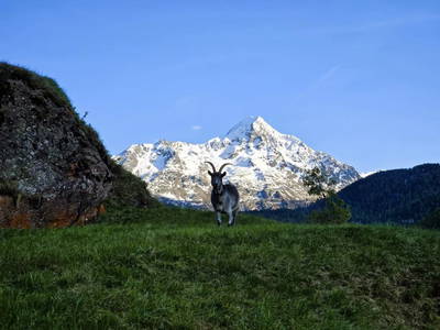 Bild 187 aus  Granbichlhof