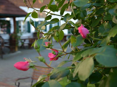 Bild 45 aus  Weingut Seiner vlg.Kraxner