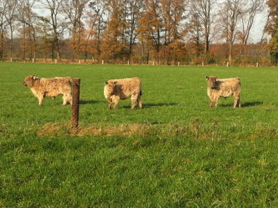 Bild 4 aus  Biolandhof-von Agris