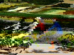 Bild 137 aus Winzerhof Küssler, Weinviertel