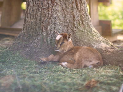 Bild 12 aus  Ferienhof Heidemann