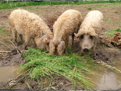 Bild 18 aus  Landhof Holzer