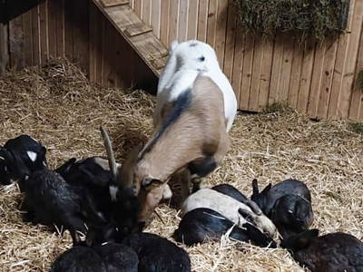 Bild 184 aus  Erbhof Hinting + Appartementhaus Hinting