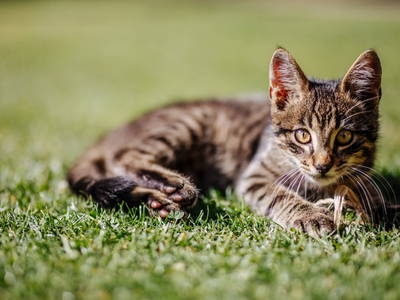 Bild 38 aus  Simonbauer