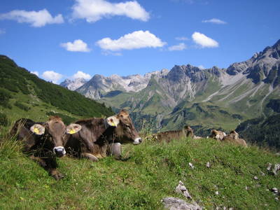 Schumpen im Hintersteiner Tal auf der Hochalpe