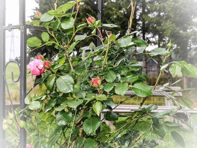 Bild 81 aus  Pöllauerhof