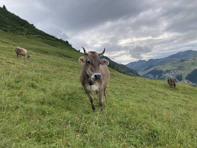 Bild 35 aus  Ferienhof Rösslar