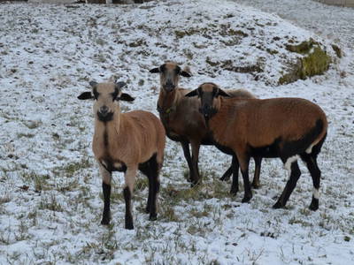 Bild 71 aus  Obergrafenberger