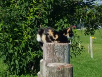 Bild 9 aus  Hof Lässer