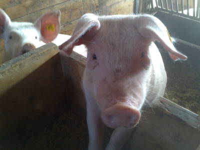 Bild 36 aus  Weidinghof