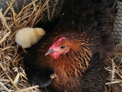 Bild 22 aus  Ferienhof Ritter im Harz