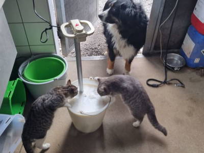 Bild 88 aus  Familie Nußbaumer 