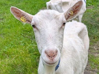 Bild 97 aus   Bachbauer am Attersee