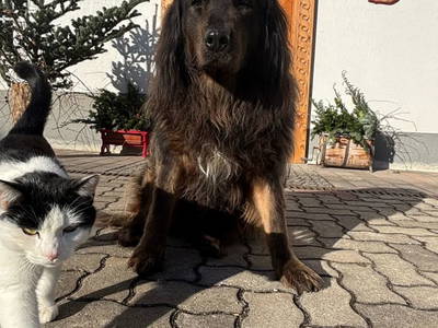 Bild 79 aus  Spitzenhof