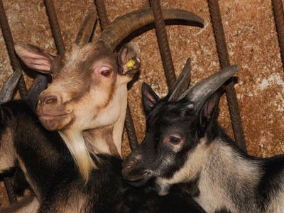 Bild 12 aus  Huberhof