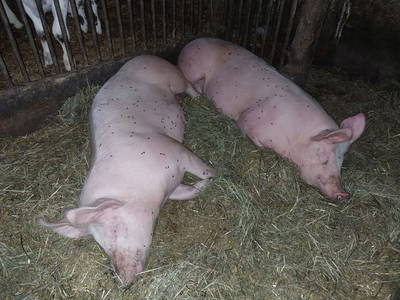 Bild 100 aus  Forstnighof