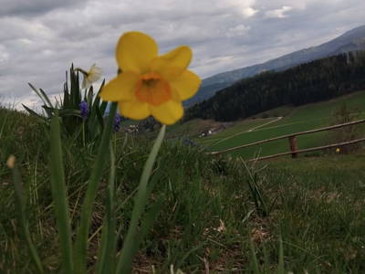 Bild 72 aus  Himmelbauer