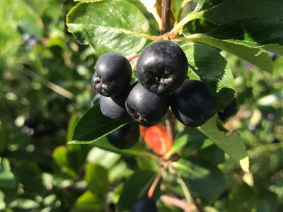 Bild 51 aus  1000 Krauthaus - Berghütte
