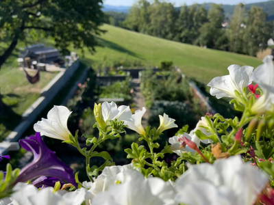 Bild 133 aus  Kleinhofers Himbeernest