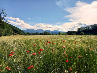 Bild 22 aus  Ferienhof Götschhof am Traunsee
