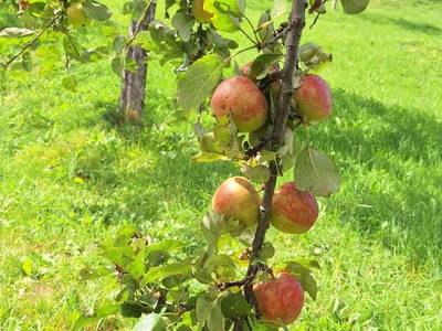 Bild 15 aus  Schaidreithof